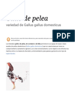 Gallo de pelea - Wikipedia, la enciclopedia libre