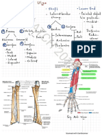 Ulna (Bone and Attachments) Flow Chart