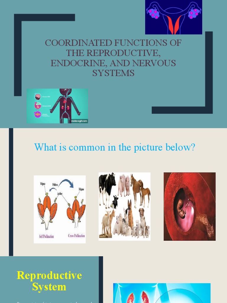 Reproductive System Functions Explained | PDF