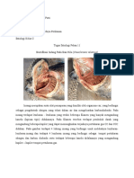 Pemanfaatan Sumberdaya Perikanan - L051201027 - Larantika Angriati Putri - Oreochromis Niloticus