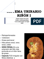 08.-Histología Conformación Histológica Renal I