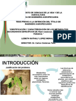 "Identificación Y Caracterización de Los Metabolitos