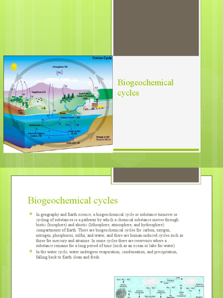 Understanding Biogeochemical Cycles | PDF | Biology | Nature