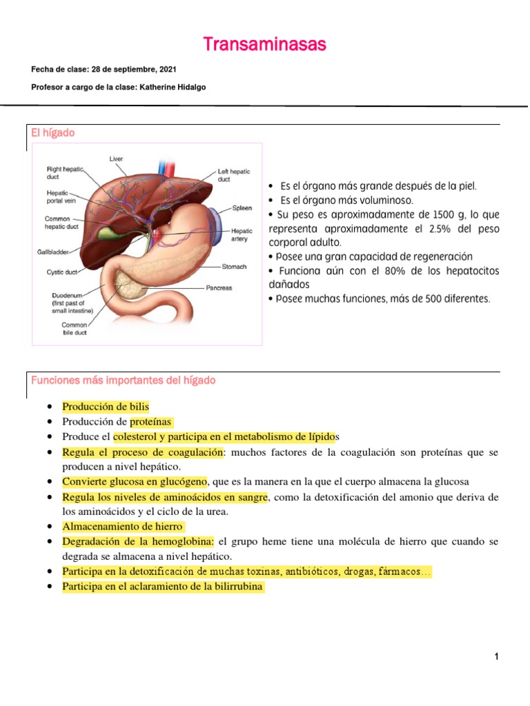 Transaminasas: Función y Valores Normales | PDF | Transaminasa ...