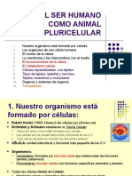 Tema 1: El Ser Humano Como Animal Pluricelular