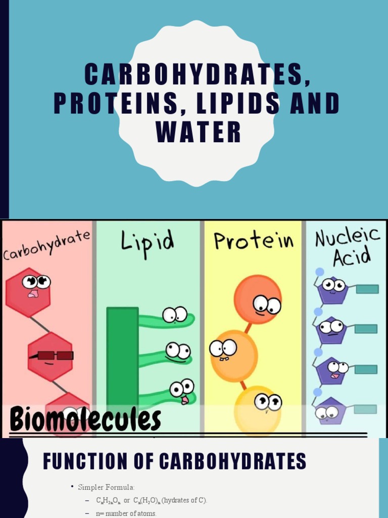 Lesson 2 Water Carbohydrates PDF Carbohydrates Lipid