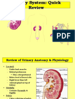 Urinary-Anatomy-merged