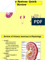 Urinary Anatomy Merged