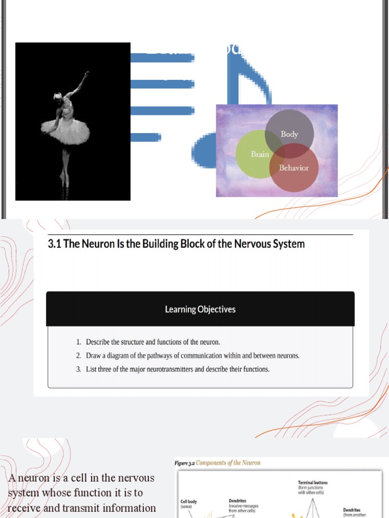 Neuron Function and Brain Structure | PDF | Neuron | Brain