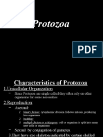 Final PROTOZOA