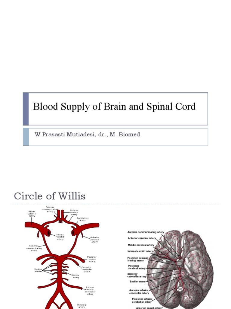 Brain and Spinal Cord Blood Supply Overview | PDF | Spinal Cord ...
