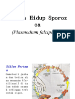 Siklus Hidup Sporozoa