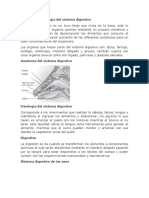 Anatomía y Fisiología Del Sistema Digestivo