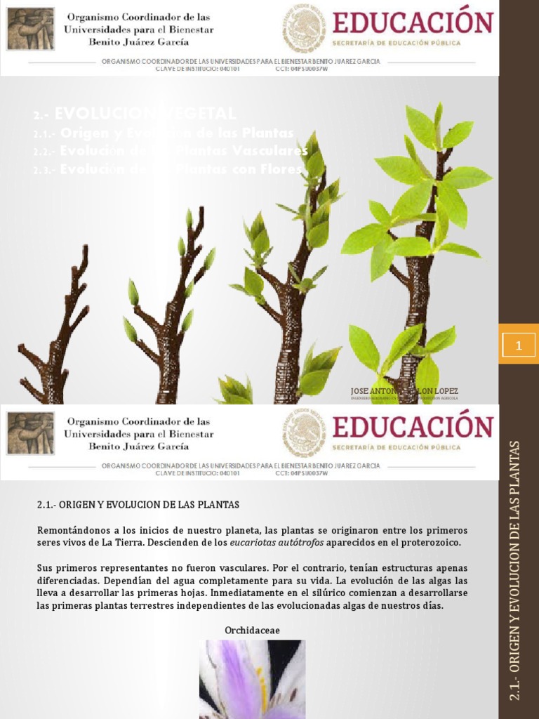 Origen y Evolución de las Plantas | PDF | Flores | Plantas