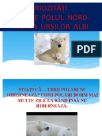 Ursul Polar Grad 1 2019 Cpiii