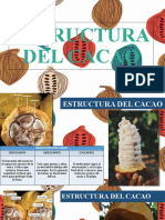 P2 Industrialización Del Cacao