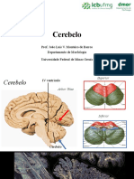 Aula Cerebelo