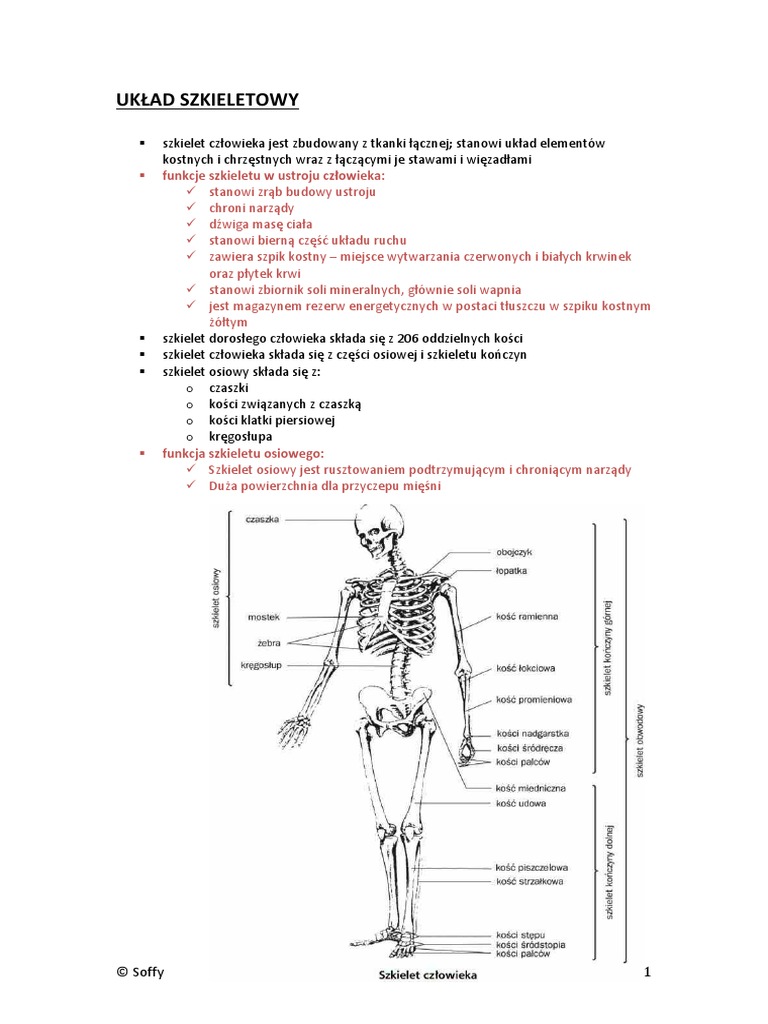 Układ Ruchu - Mięśnie I Szkielet Skóra | PDF