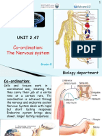 Nervous System