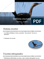 Sistema Excretor - Urinario