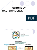 The Structure of Bacterial Cell