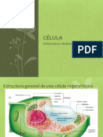 Estructuras celulares vegetales: pared, organelas y componentes