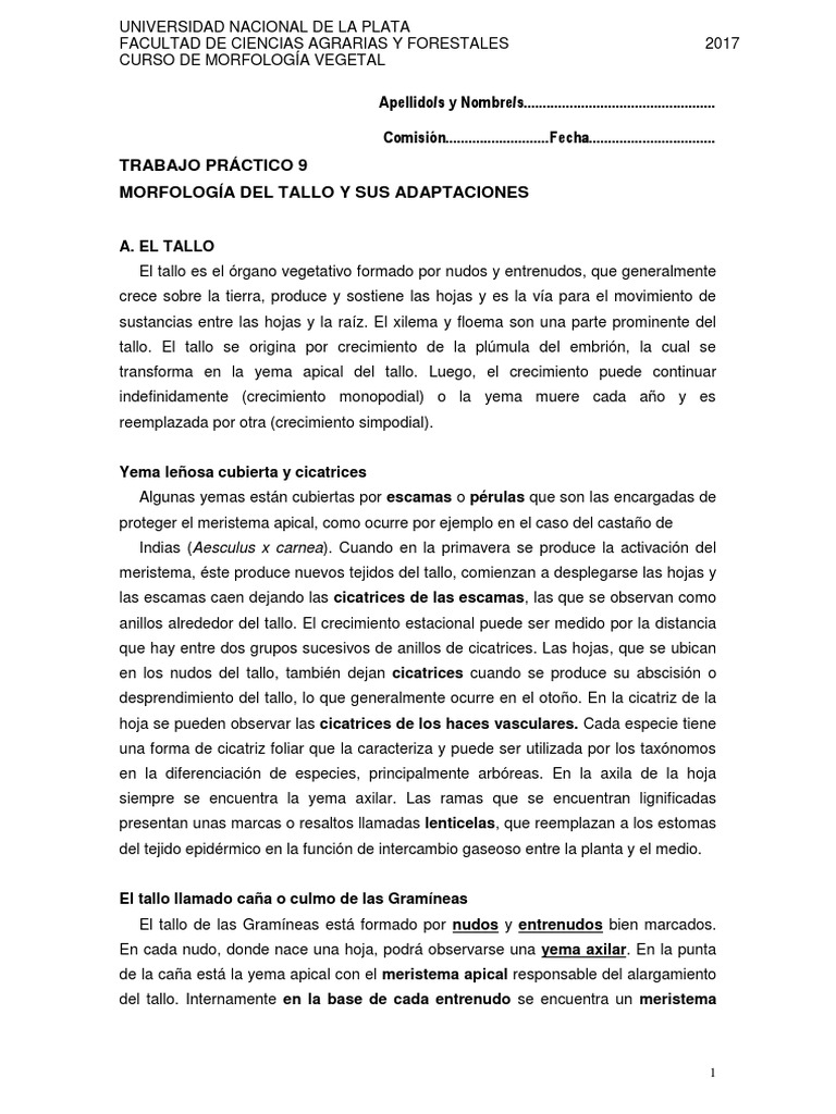 Morfología y Tipos de Tallo en Plantas | PDF | Tallo de la planta | Hoja