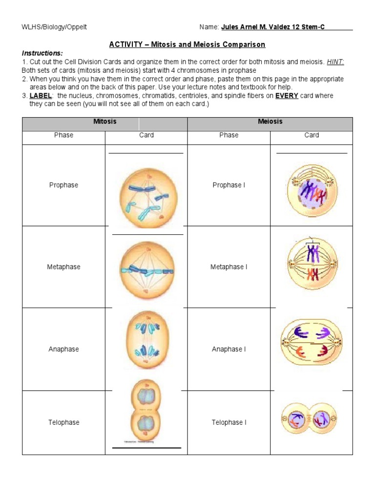 activity-mitosis-and-meiosis-comparison-pdf-meiosis-mitosis