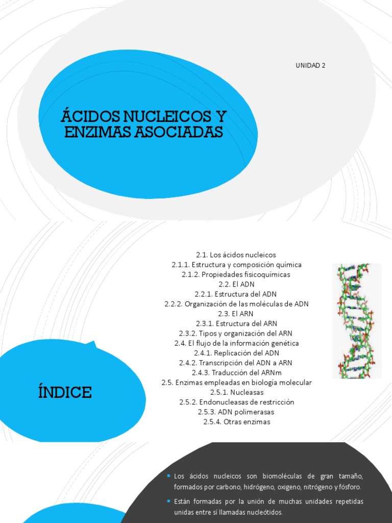 Ácidos Nucleicos y Enzimas Asociadas | Descargar gratis PDF | Ácidos ...