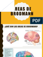 Areas de Brodmann