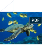 Green Sea Turtle