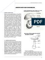 Tema 2 Morfologia Hongosgalego