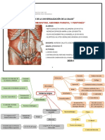 Informe Anatomía S10