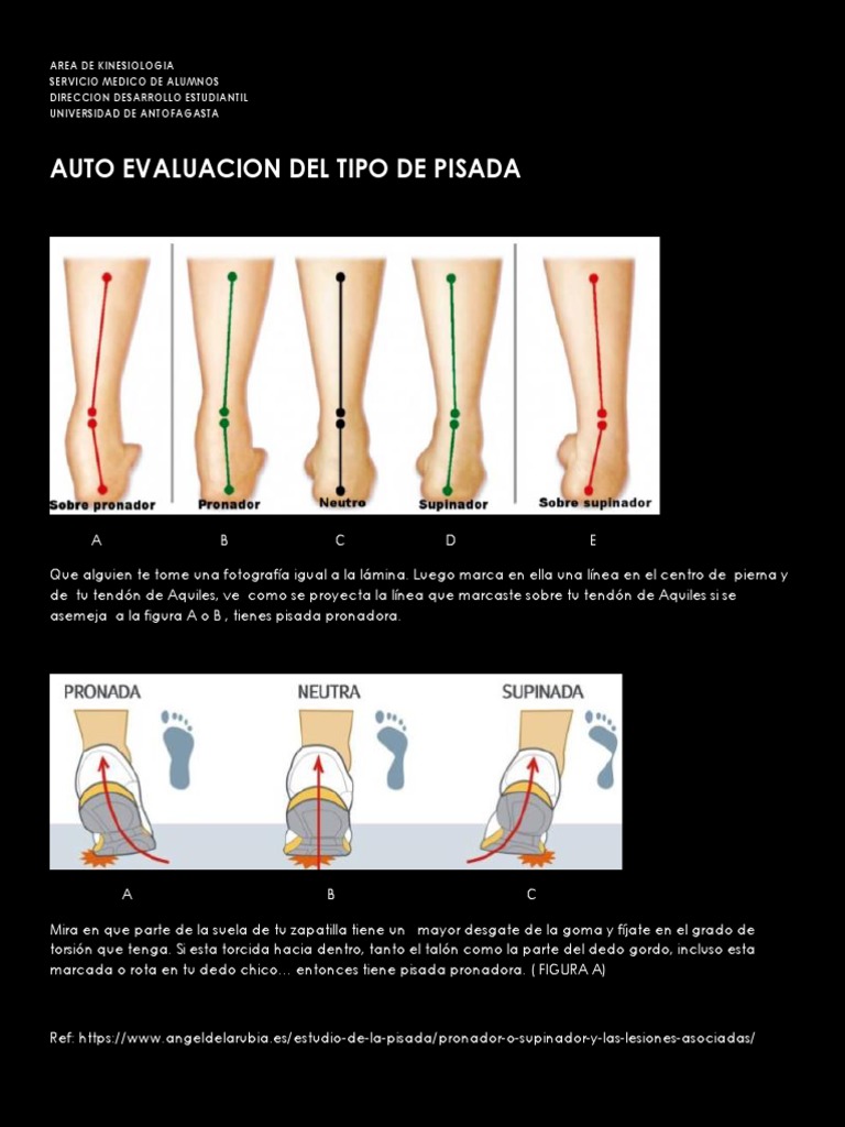 Lamina Pie Pronador PDF