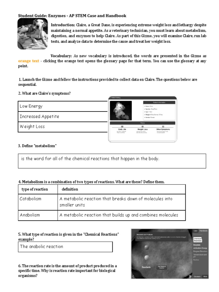 Student Guide Enzymes AP STEM Case and Handbook PDF Enzyme Metabolism