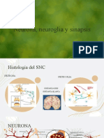 NEUROANATOMIA