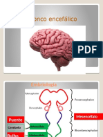 Diencefalo, Mesencefalo y Cerebelo