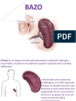 Bazo: órgano linfático abdominal de 12cm