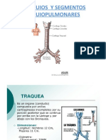 Bronquios y Segmentos Bronquiopulmanares