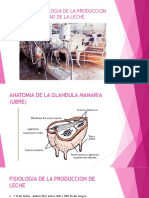 Anatomia y Fisiologia de La Produccion de Leche