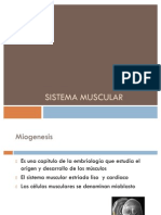 Sistema Muscular