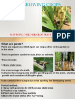 Topic: Growing Crops: Sub-Topic: Field or Crop Pests of Maize