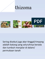 Rhizoma