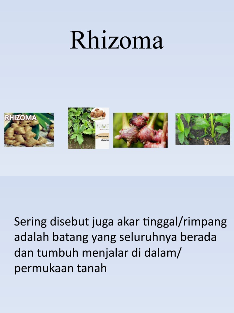 Klasifikasi Rhizoma dan Manfaatnya | PDF | Griya & Taman