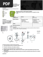 Test IV. Tkanki I Organy Roslinne Test Z Widoczna Punktacja | PDF