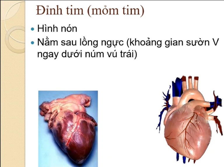 đỉnh tim | PDF