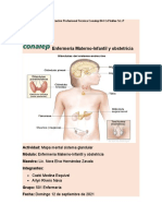 Mapa Mental Sistema Glandular