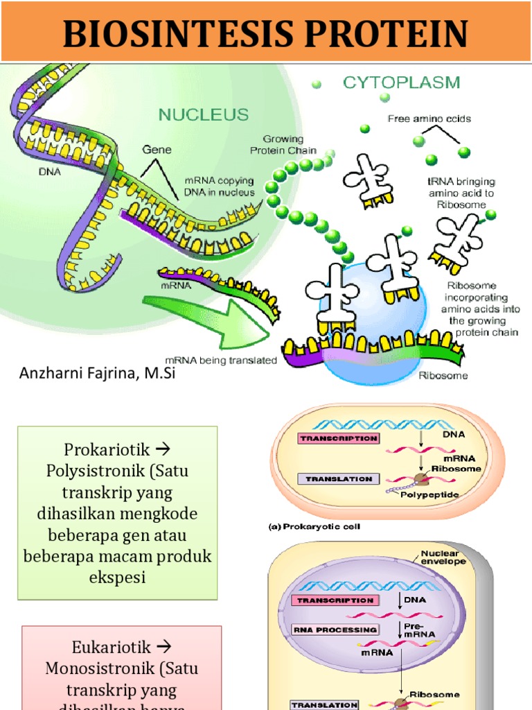 Sintesis Protein | PDF | Sains & Matematika