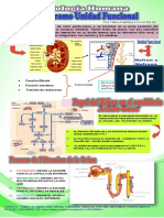 Infografia Tema 12 Riñon Como Unidad Funcional