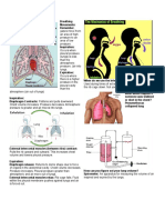 Breathing Process